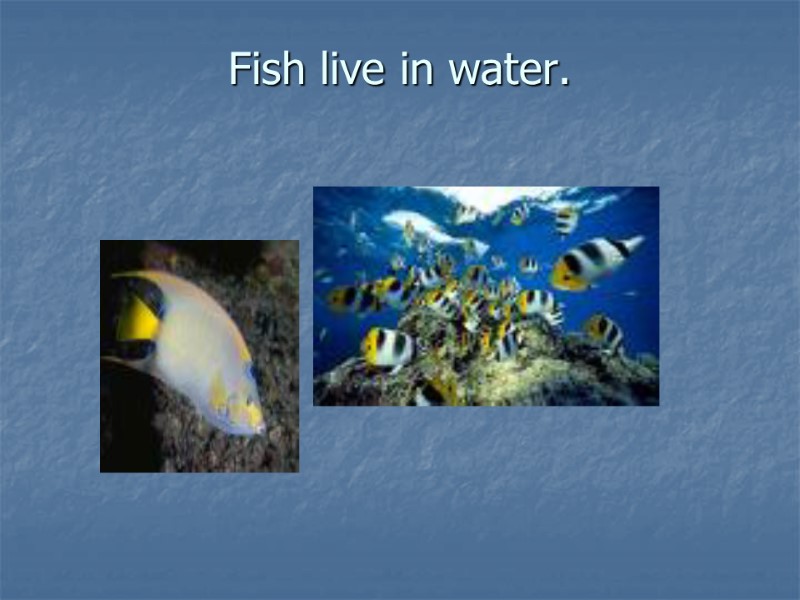 Fish live in water.